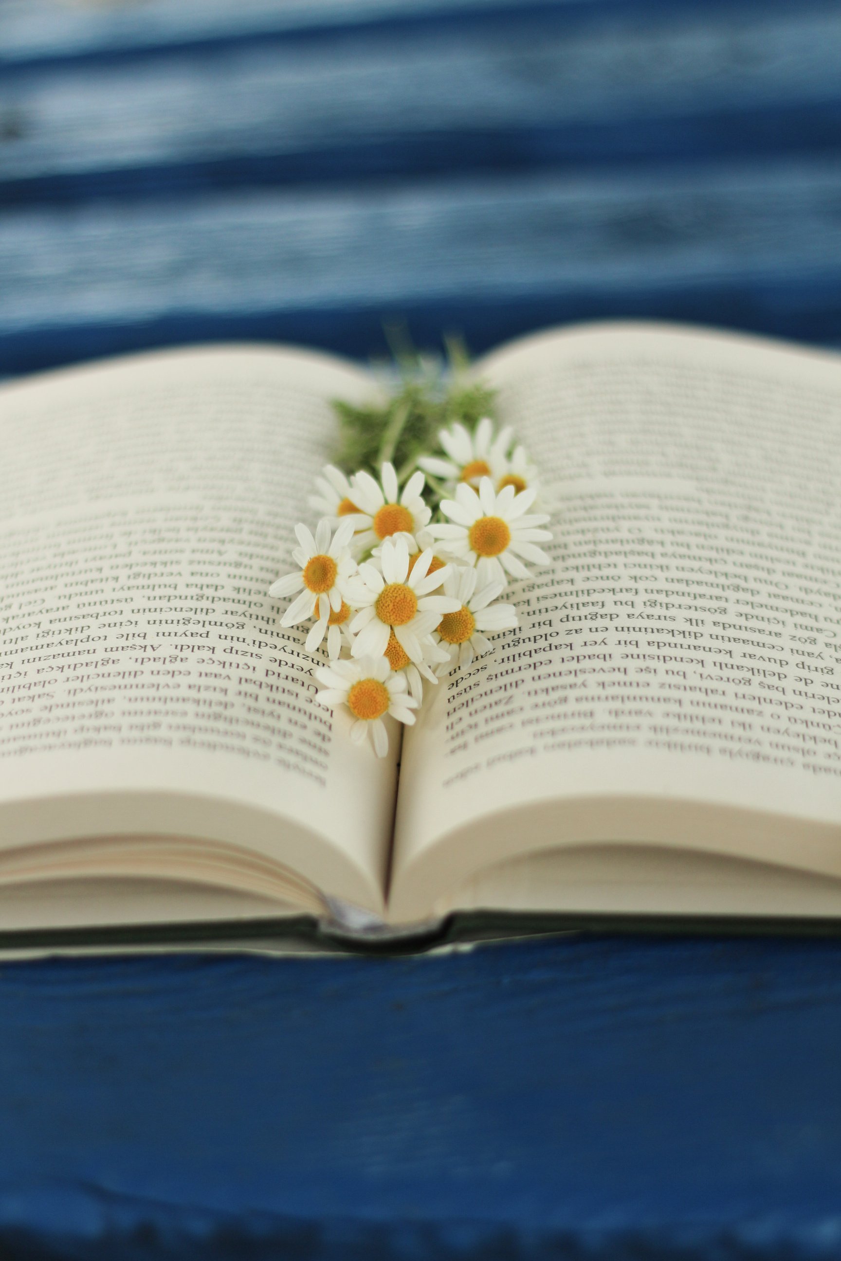 Book with blooming chamomiles on blue background